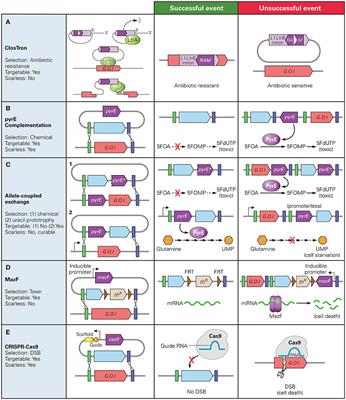 Recent Developments of the Synthetic Biology Toolkit for Clostridium